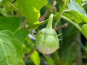 Eggplant Thai Round Vegetable Seeds