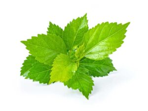 Green Shiso Herb | Isolated