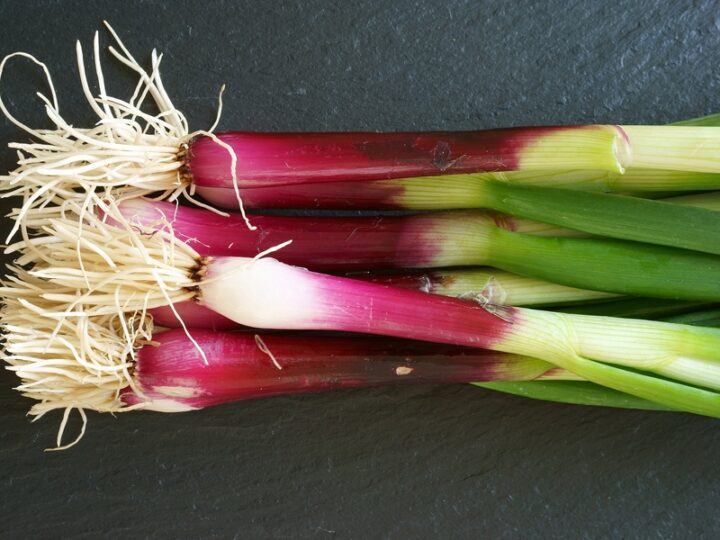 red spring onion