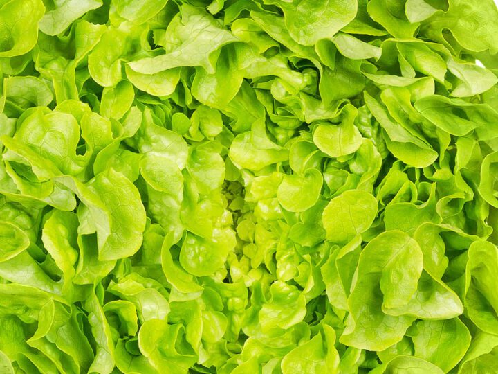 Lettuce Oakleaf Green