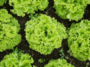Lettuce Oakleaf Green Vegetable Seeds