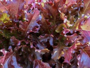 Red Oakleaf Lettuce