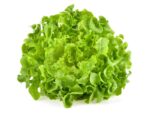 Oakleaf Lettuce | Isolated | Seedmart Australia