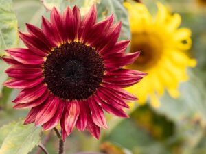 Sunflower Evening Sun | Seedmart Australia