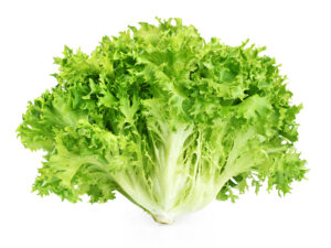Fresh endive lettuce | Seedmart