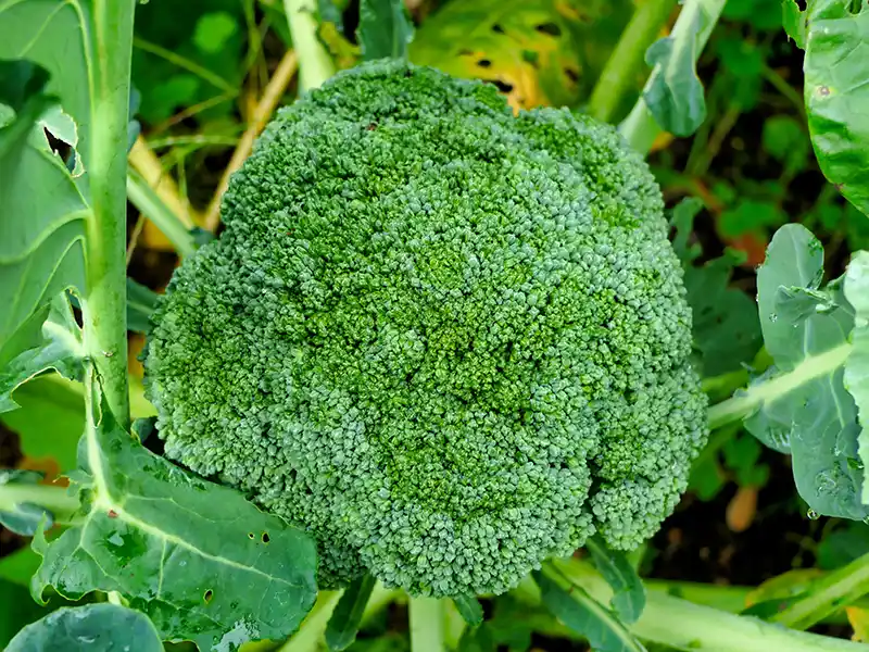 broccoli-waltham-seeds-field-seedmart-australia
