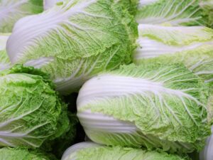 Chinese Cabbage Wong Bok