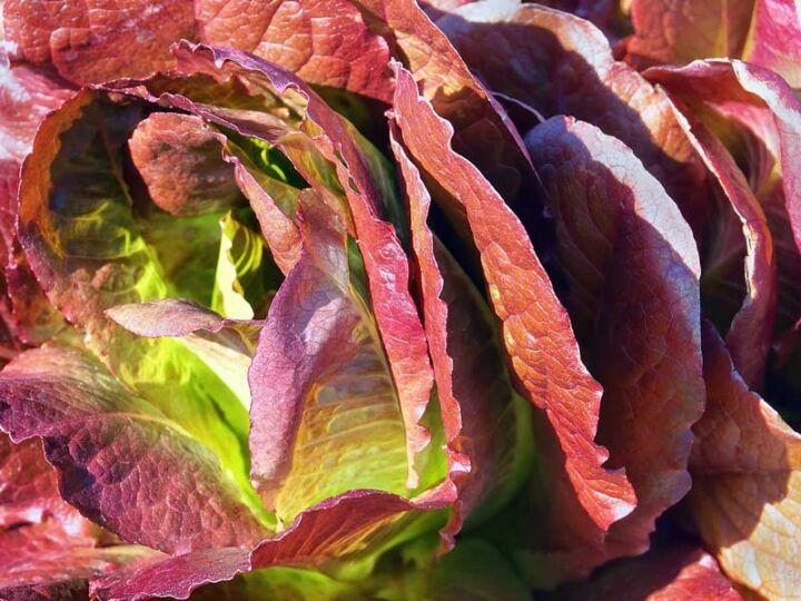 lettuce red romaine