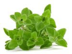 Marjoram Herb Seed Packet | Seedmart Australia