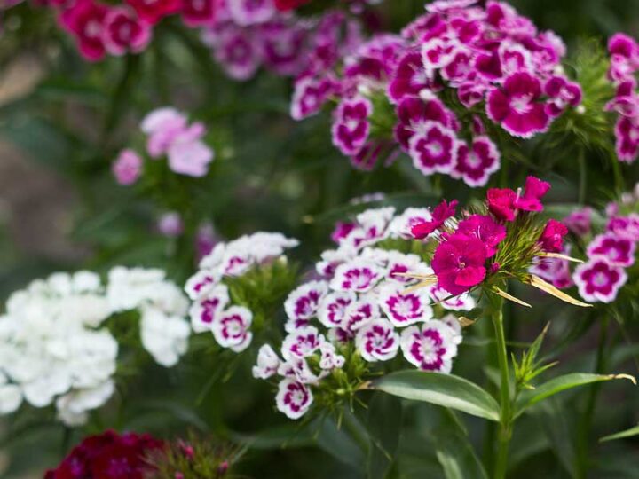 Sweet William Tall Double Mix