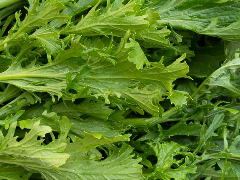 Mustard Wasabi Vegetable Seeds Bulk