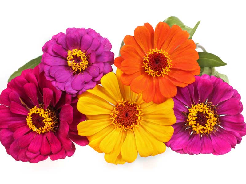 Zinnia Colour Mixed Flowers