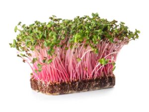 Pink Radish Microgreens | Seedmart Australia