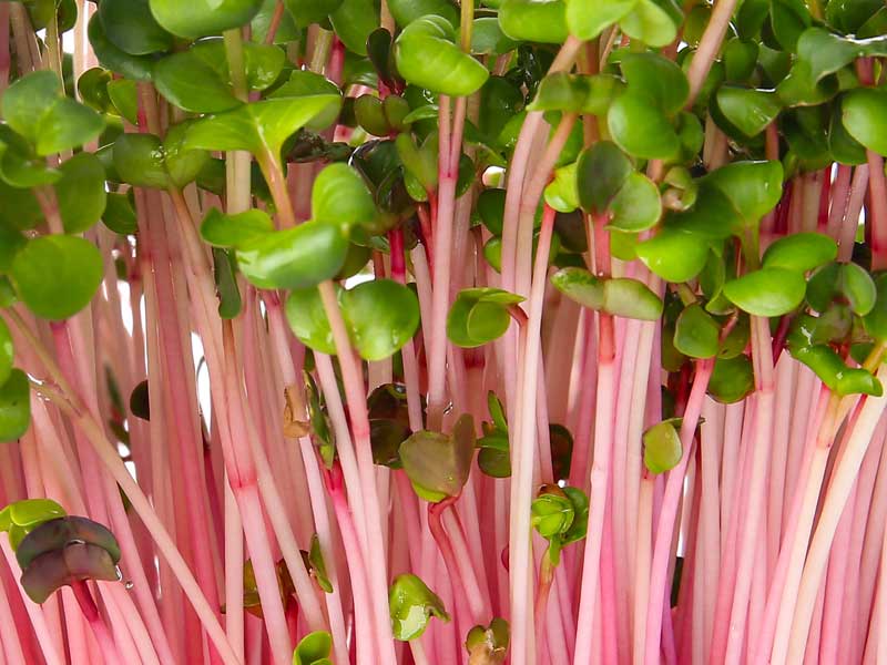 Radish Pink Microgreens Close Up