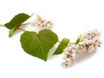 Buckwheat Plant with Flowers