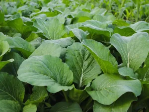 Chinese Mustard Gai Choy Vegetable Seeds