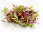 Ruby Chard Microgreens | Isolated | Seedmart