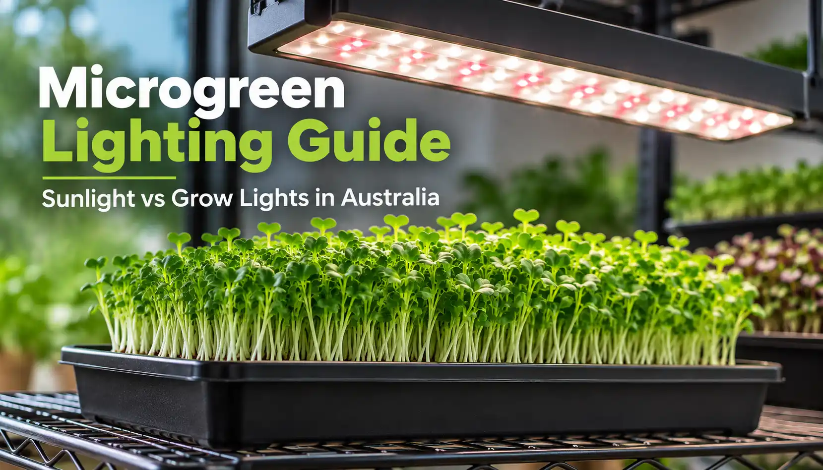 Microgreens Lighting Guide | Seedmart