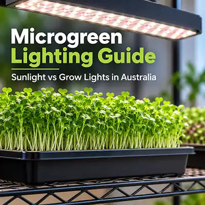 Microgreen Lighting Natural & LED options