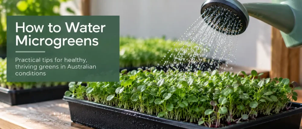 Watering Microgreens Methods | Seedmart