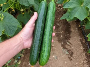 Cucumber Burpless Seeds