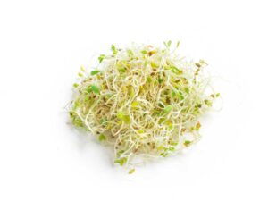 Alfalfa Sprouts Isolated