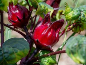 Rosella Fruit Tree