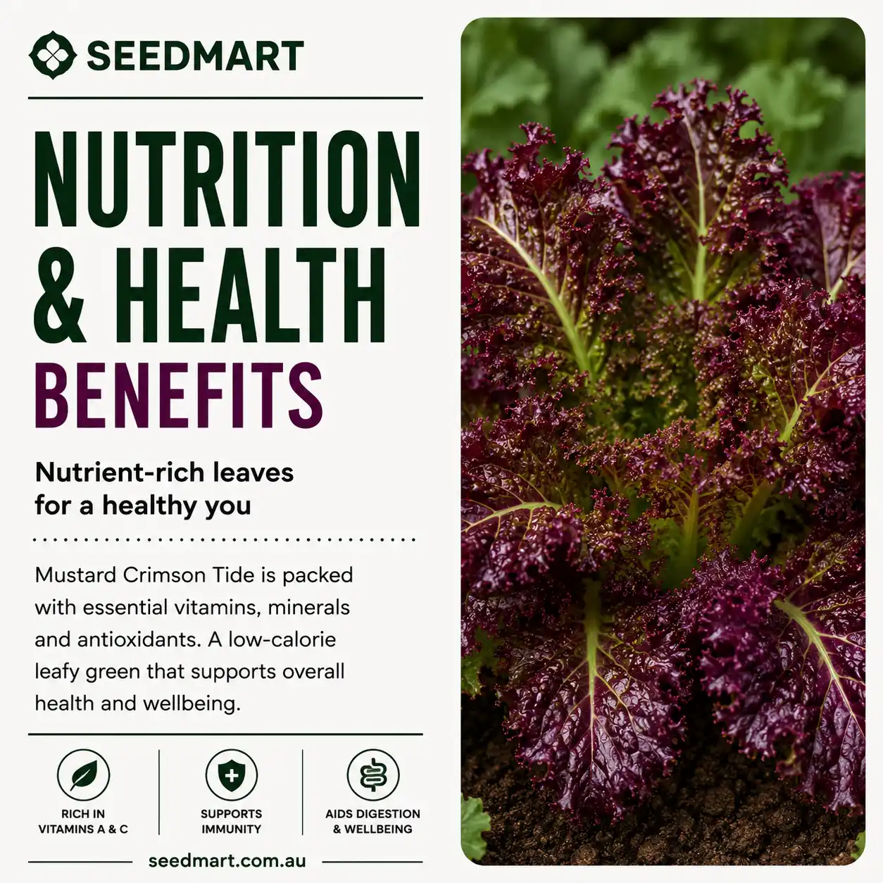 mustard-crimson-tide-nutrition-seedmart-australia