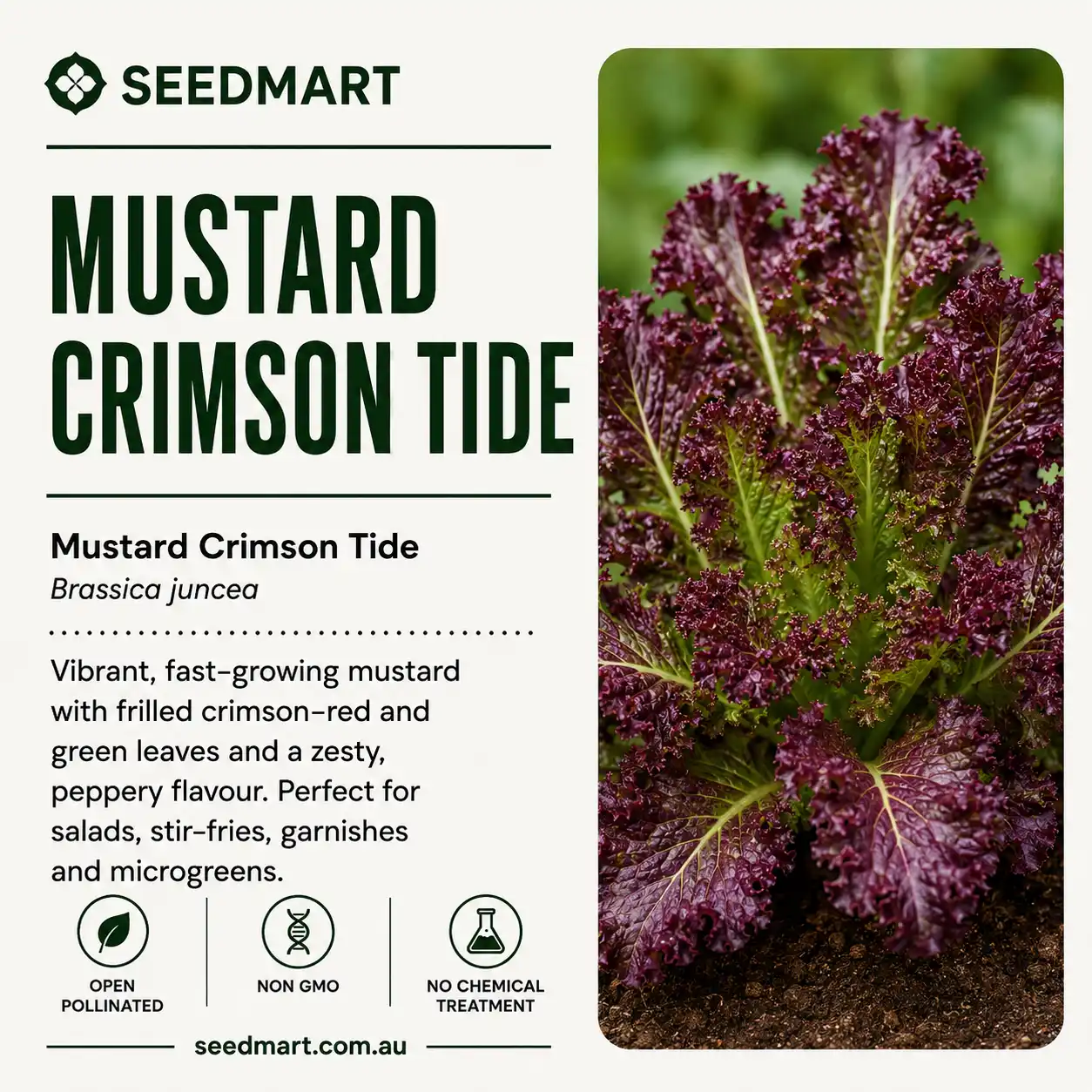 mustard-crimson-tide-seedmart-australia-1