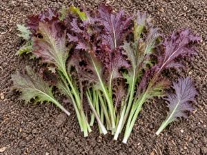Mustard Crimson Tide Vegetable Seeds