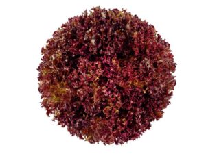 Red Coral Multileaf Lettuce