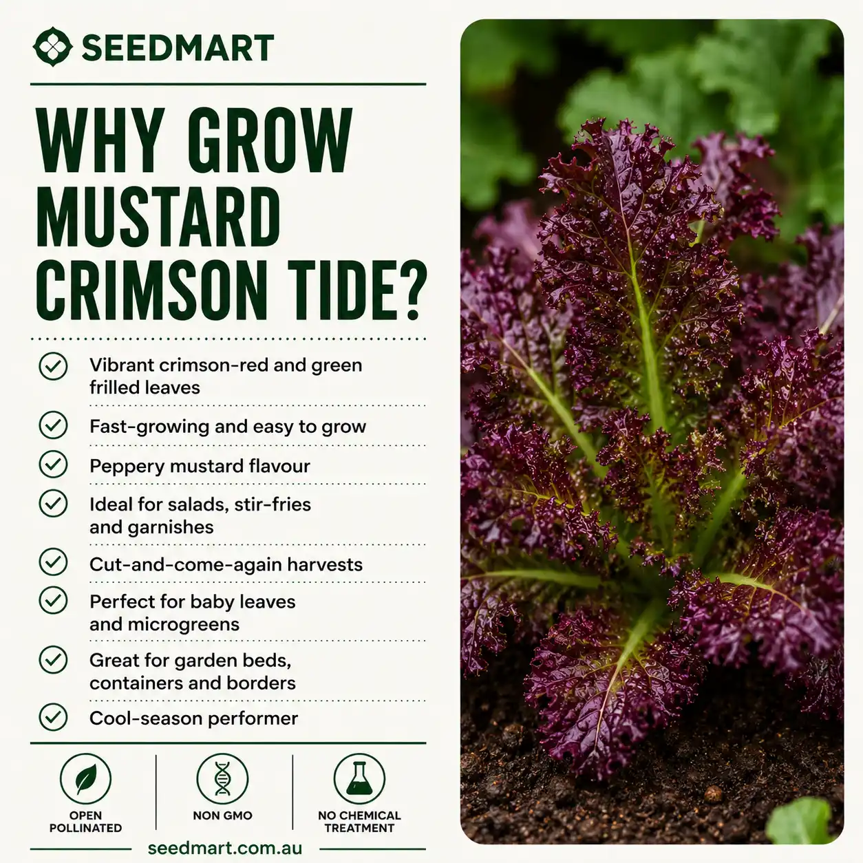 why-grow-mustard-crimson-tide-seedmart-australia
