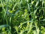 Cool Season Green Manure Mix