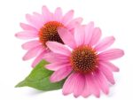 Echinacea Purple Coneflower Isolated