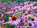 Echinacea Purple Coneflower | Seedmart Australia