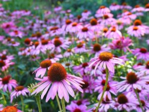 Echinacea Purple Coneflower | Seedmart Australia