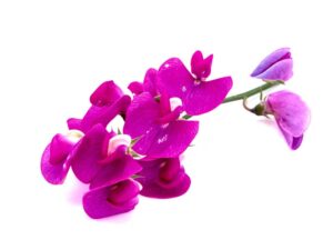 Vetch Purple Flower | Isolated