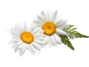 Chamomile Herb Flowers | Isolated