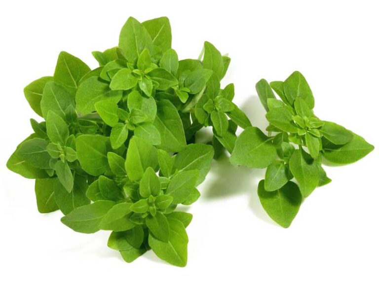 Greek Basil Herb Seeds Heirloom Microgreens & Herb Garden