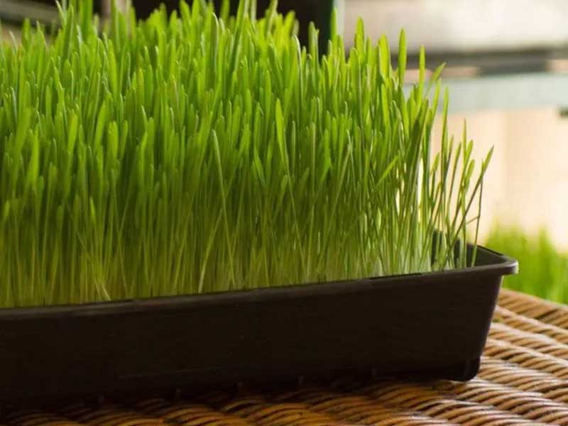 Growing Tray 30 x 35 cm. Available with and without drainage holes. For seedlings and microgreens