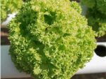 Coral Multileaf Lettuce Green Close Up