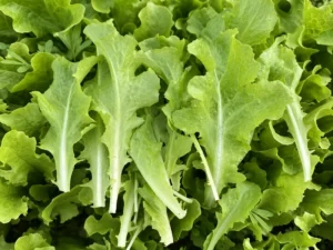 lettuce-multileaf-coral-individual-leaves
