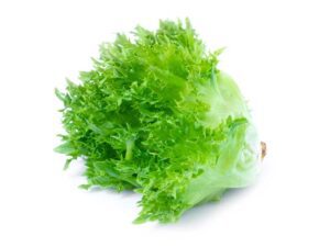 Lettuce Green Coral Isolated