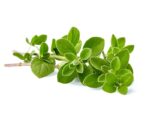 Oregano Herb Leaves Isolated