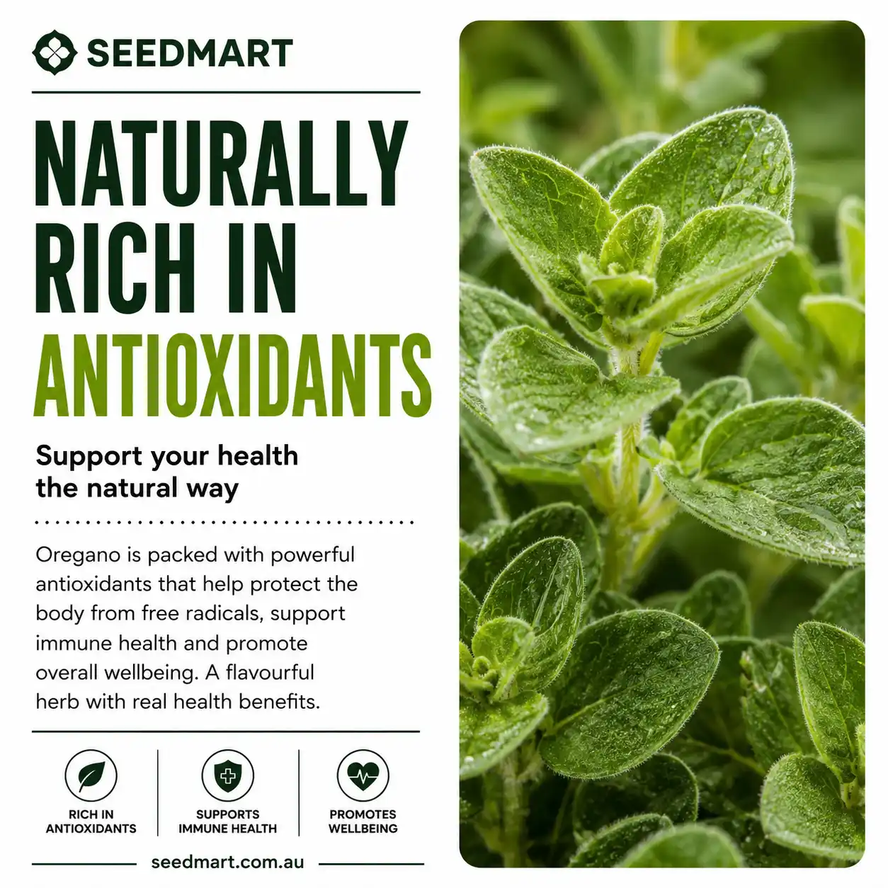 oregano-herb-seeds-antioxidants-seedmart-australia