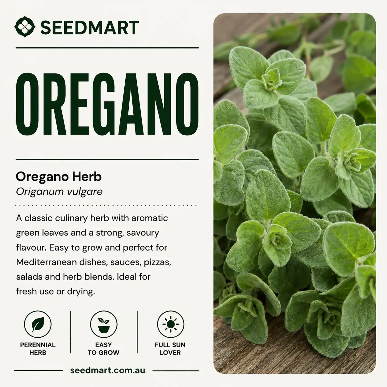oregano-herb-seeds-seedmart-australia-1