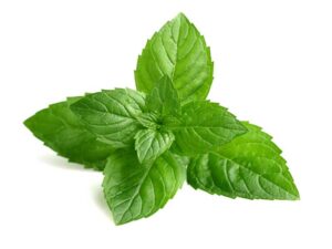 Peppermint Herb Isolated