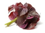 Shiso Red Leaves Isolated