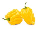 Chilli Habanero Yellow | Vegetable Seeds