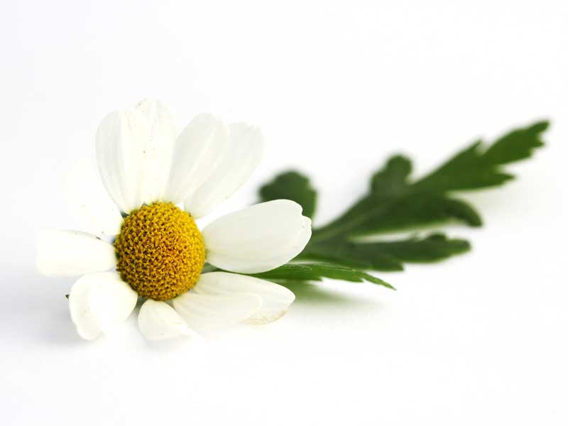 Feverfew Herb Flower Isolated